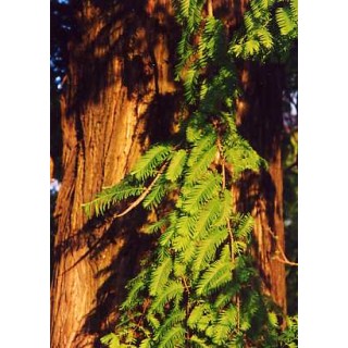 Giant Sequoia (Sequoiadendron gigantea) - 80 σπόρους