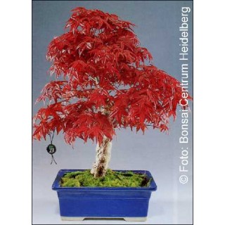 Iαπωνικό σφενδάμο (Acer palmatum Atropurpureum) - 10 σπόρους