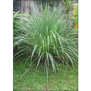 Λεμονόχορτο (Cymbopogon flexuosus) - 100 σπόρους