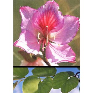 Πολύχρωμη Bauhinia (Bauhinia variegata) - 5 σπόρους