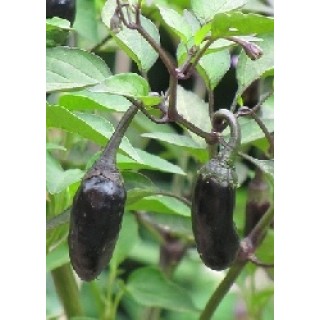 Purple Tiger (Capsicum chinense)