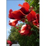 Ερυθριτόλη, κοράλλι Μπους (Erythrina crista-galli) - 6 σπόρους