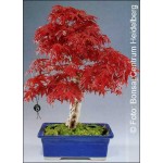 Iαπωνικό σφενδάμο (Acer palmatum Atropurpureum) - 10 σπόρους