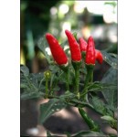 Πιπέρι καγιέν (Capsicum frutescens ) - 30 σπόρους