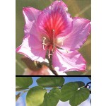 Πολύχρωμη Bauhinia (Bauhinia variegata) - 5 σπόρους