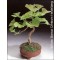 Γκίνγκο Μπιλόμπα (Ginkgo biloba) - 4 σπόρους