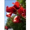 Ερυθριτόλη, κοράλλι Μπους (Erythrina crista-galli) - 6 σπόρους