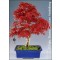 Iαπωνικό σφενδάμο (Acer palmatum Atropurpureum) - 10 σπόρους