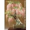 Αφρικάνικη μπλε βροχή (Bolusanthus speciosus) - 4 σπόρους