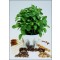 Stevia, "το γλυκόχορτο" (Stevia rebaudiana) - 100 σπόρους