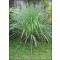 Λεμονόχορτο (Cymbopogon flexuosus) - 100 σπόρους