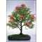 Καλιάντρα (Calliandra haematocephala) - 10 σπόρους