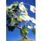 Γκίνγκο Μπιλόμπα (Ginkgo biloba) - 4 σπόρους