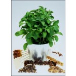 Stevia, "το γλυκόχορτο" (Stevia rebaudiana) - 100 σπόρους