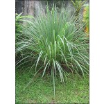 Λεμονόχορτο (Cymbopogon flexuosus) - 100 σπόρους