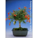 Μίνι ρόδι (Punica granatum nana) - 30 σπόρους