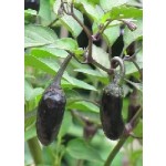 Purple Tiger (Capsicum chinense)