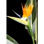 Strelitzia (Strelitzia reginae) - 5 σπόρους